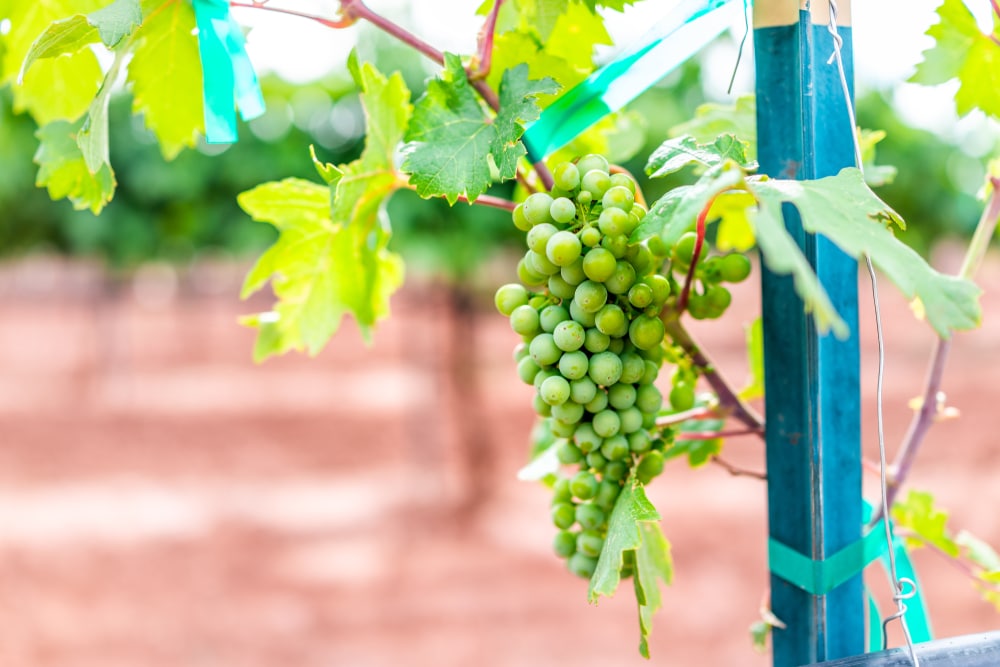 Grapes growing at one of the best wineries in Santa Fe, New Mexico