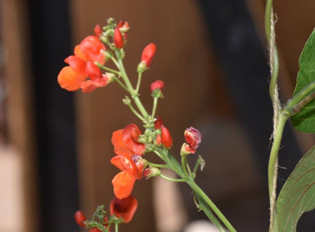 Red Pea blooms at the Santa Fe Botanical Gardens on Museum Hill Santa Fe.