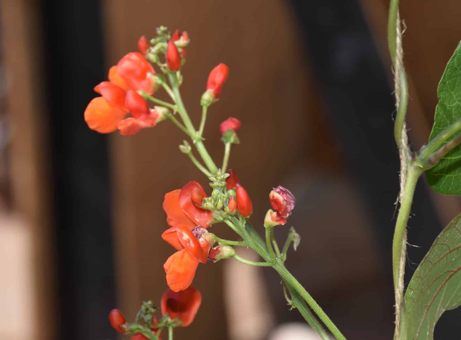 Red Pea blooms at the Santa Fe Botanical Gardens on Museum Hill Santa Fe.